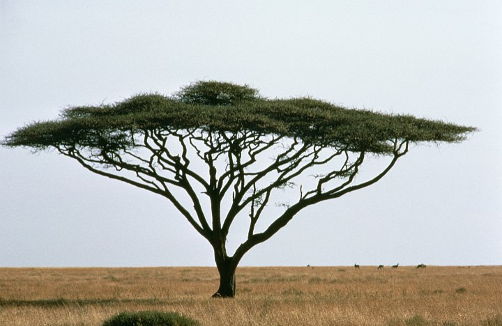 Umbrella Thorn Acacia Tree, Acacia tortillis, on the African Grassland, United Republic of Tanzania, Africa. Photo Credit: Gary M. Stolz, Washington DC Library, United States Fish and Wildlife Service Digital Library System (http://images.fws.gov, WO-Scenic-124), United States Fish and Wildlife Service (FWS, http://www.fws.gov), United States Department of the Interior (http://www.doi.gov), Government of the United States of America (USA).