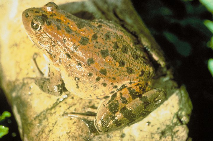 Red-legged Frog (Rana aurora). Photo Credit: Marc P. Hayes, Washington DC Library, United States Fish and Wildlife Service Digital Library System (http://images.fws.gov, WO5410-26), United States Fish and Wildlife Service (FWS, http://www.fws.gov), United States Department of the Interior (http://www.doi.gov), Government of the United States of America (USA).