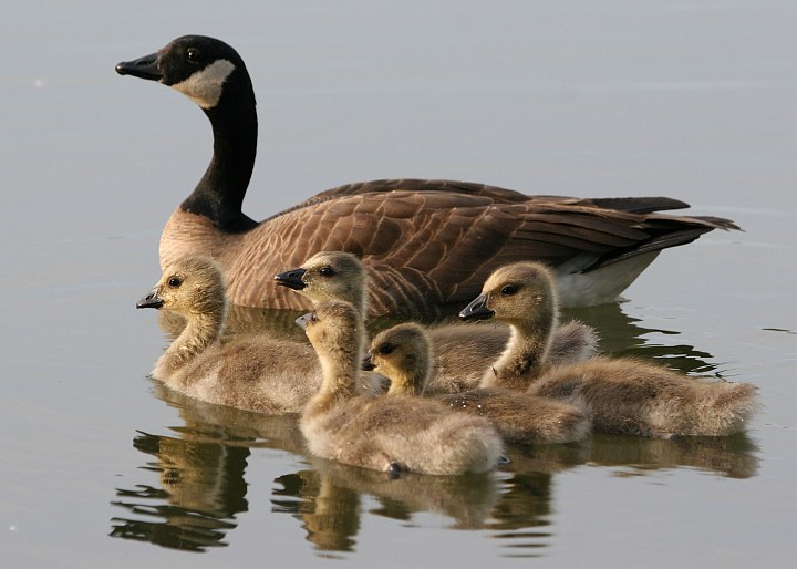 Pleasant Scene of an Adult Lesser Canada Goose (Branta canadensis), and close by, Five Baby Lesser Canada Geese at Cheney Lake in Anchorage, State of Alaska, USA. Photo Credit: Donna Dewhurst, Alaska Image Library, United States Fish and Wildlife Service Digital Library System (http://images.fws.gov, DI-Dewhurst,D-LCGBrood), United States Fish and Wildlife Service (FWS, http://www.fws.gov), United States Department of the Interior (http://www.doi.gov), Government of the United States of America (USA).