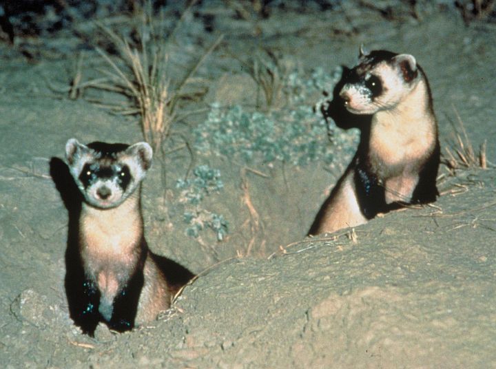 1. A Two Cute (and Alert) Black-footed Ferrets, Mustela nigripes. Photo Credit: LuRay Parker, Washington DC Library, United States Fish and Wildlife Service Digital Library System (http://images.fws.gov, WO4668-Highlights), United States Fish and Wildlife Service (FWS, http://www.fws.gov), United States Department of the Interior (http://www.doi.gov), Government of the United States of America (USA).