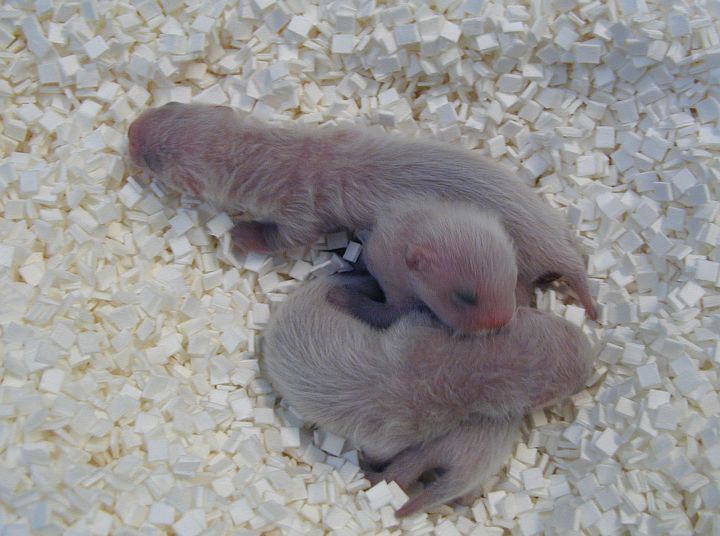 2. Litter of Three Black-footed Ferret (Mustela nigripes) Kits Born at the U.S. Fish and Wildlife's National Black-footed Ferret Conservation Center in 2005. Photo Credit: Paul Marinari, Mountain-Prairie, United States Fish and Wildlife Service Digital Library System (http://images.fws.gov), United States Fish and Wildlife Service (FWS, http://www.fws.gov), United States Department of the Interior (http://www.doi.gov), Government of the United States of America (USA).