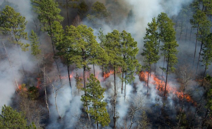 Fire Moves Through the Understory During a Controlled Burn in 2003, Okefenokee National Wildlife Refuge, State of Georgia, USA. Photo Credit: U.S. FWS (USFWS), Washington DC Library, United States Fish and Wildlife Service Digital Library System (http://images.fws.gov), United States Fish and Wildlife Service (FWS, http://www.fws.gov), United States Department of the Interior (http://www.doi.gov), Government of the United States of America (USA).