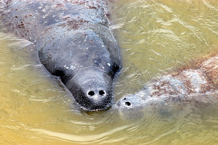 At the Mouth of Banana Creek a Massive Adult Manatee (left) Affectionately Nuzzles Its Large Baby Manatee (right). Kennedy Space Center, Merritt Island National Wildlife Refuge, State of Florida, USA. Photo Credit: Kennedy Media Gallery - Wildlife (http://mediaarchive.ksc.nasa.gov) Photo Number: KSC-04PD-1302, John F. Kennedy Space Center (KSC, http://www.nasa.gov/centers/kennedy), National Aeronautics and Space Administration (NASA, http://www.nasa.gov), Government of the United States of America.