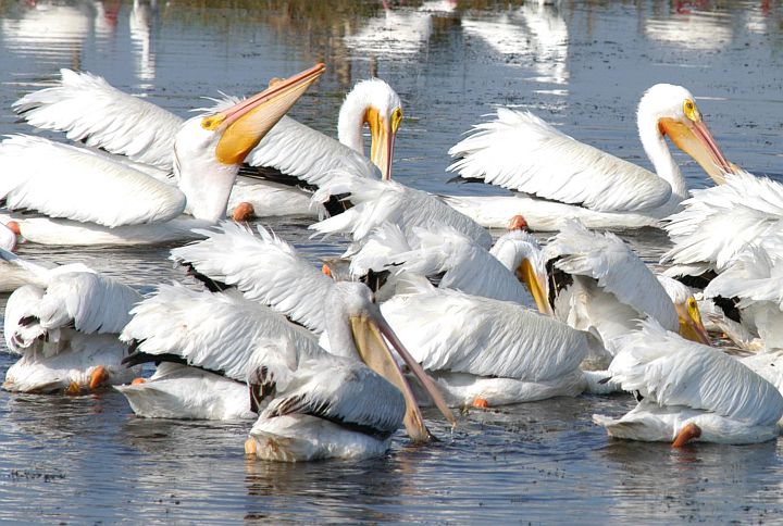 White Pelicans Enjoy Eating in a Lake North of Kennedy Space Center in the Merritt Island National Wildlife Refuge, State of Florida, USA. Photo Credit: Kennedy Media Gallery - Wildlife (http://mediaarchive.ksc.nasa.gov) Photo Number: KSC-04PD-0895, John F. Kennedy Space Center (KSC, http://www.nasa.gov/centers/kennedy), National Aeronautics and Space Administration (NASA, http://www.nasa.gov), Government of the United States of America.