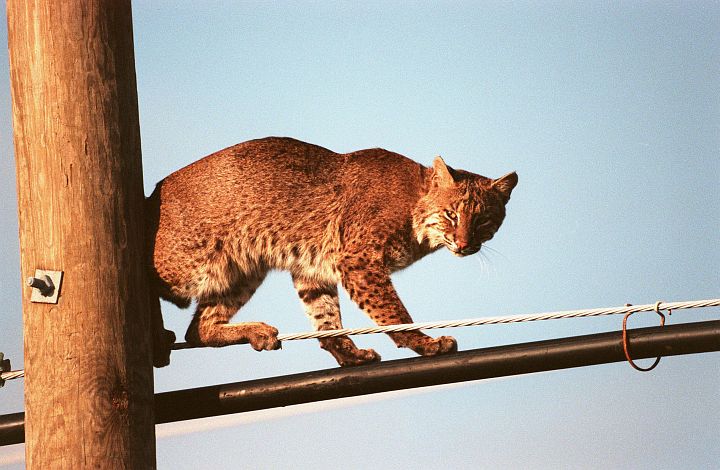 The Impressive and Highly Developed Sense of Balance of This Young, Normally Nocturnal Bobcat is Evident as He Stands on Telephone Pole Cables Without Falling. Kennedy Space Center, Merritt Island National Wildlife Refuge, State of Florida, USA. Photo Credit: Kennedy Media Gallery - Wildlife (http://mediaarchive.ksc.nasa.gov) Photo Number: KSC-98PC-1602, John F. Kennedy Space Center (KSC, http://www.nasa.gov/centers/kennedy), National Aeronautics and Space Administration (NASA, http://www.nasa.gov), Government of the United States of America.