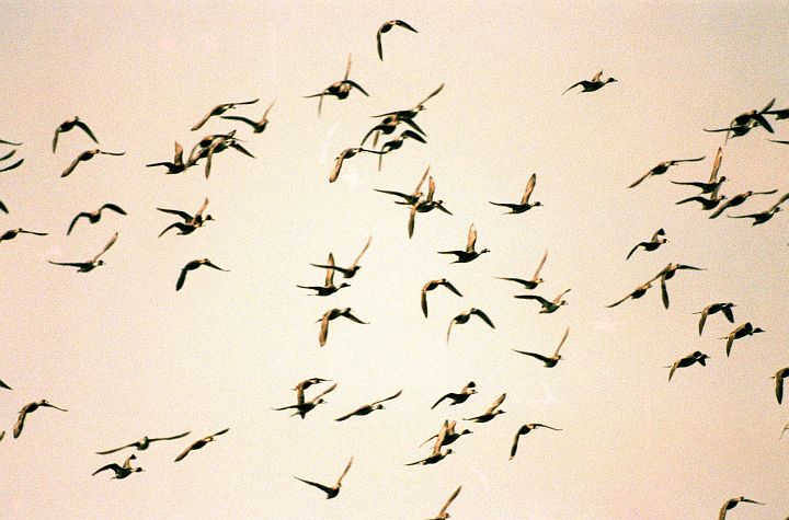 The Flock of Ducks Take Flight Into The Morning Sky, Merritt Island National Wildlife Refuge, Kennedy Space Center, State of Florida, USA. Photo Credit: Kennedy Media Gallery - Wildlife (http://mediaarchive.ksc.nasa.gov) Photo Number: KSC-99PC-0106, John F. Kennedy Space Center (KSC, http://www.nasa.gov/centers/kennedy), National Aeronautics and Space Administration (NASA, http://www.nasa.gov), Government of the United States of America.