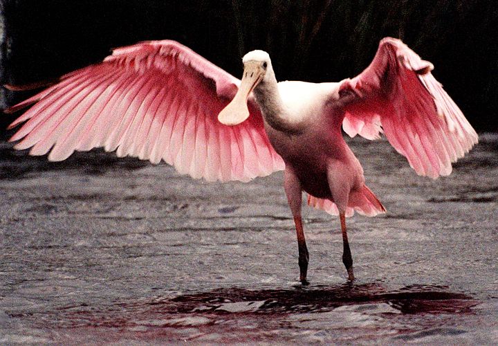 The Roseate Spoonbill (Ajaia ajaja), Seen Here Standing on the Ground With Gorgeous, Large, Pink Wings On Full Frontal Display, is One of the Most Beautiful Birds Created by Jesus Christ. Merritt Island National Wildlife Refuge, State of Florida, USA. Merritt Island National Wildlife Refuge, Kennedy Space Center, State of Florida, USA. Photo Credit: Kennedy Media Gallery - Wildlife (http://mediaarchive.ksc.nasa.gov) Photo Number: KSC-00PP-0154, John F. Kennedy Space Center (KSC, http://www.nasa.gov/centers/kennedy), National Aeronautics and Space Administration (NASA, http://www.nasa.gov), Government of the United States of America.