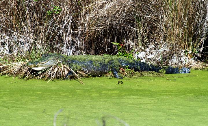 An Alligator, Covered in Green Moss, Rests On the Water's Edge. Kennedy Space Center, Merritt Island National Wildlife Refuge, State of Florida, USA. Merritt Island National Wildlife Refuge, Kennedy Space Center, State of Florida, USA. Photo Credit: Kennedy Media Gallery - Wildlife (http://mediaarchive.ksc.nasa.gov) Photo Number: KSC-04PD-0203, John F. Kennedy Space Center (KSC, http://www.nasa.gov/centers/kennedy), National Aeronautics and Space Administration (NASA, http://www.nasa.gov), Government of the United States of America.