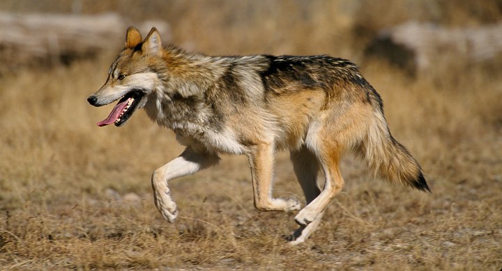 1. Mexican Wolf, Canis lupis baileyi. Photo Credit: Jim Clark, NCTC Image Library, United States Fish and Wildlife Service Digital Library System (http://images.fws.gov, WV11562-General6), United States Fish and Wildlife Service (FWS, http://www.fws.gov), United States Department of the Interior (http://www.doi.gov), Government of the United States of America (USA).