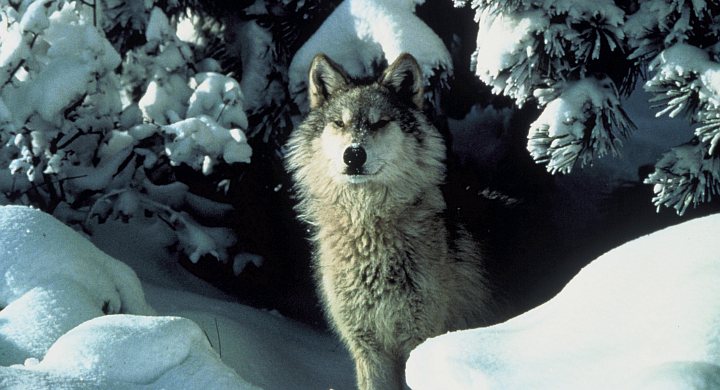 2. Gray Wolf. Photo Credit: Tracy Brooks - Mission Wolf/USFWS, Washington DC Library, United States Fish and Wildlife Service Digital Library System (http://images.fws.gov, WO5232), United States Fish and Wildlife Service (FWS, http://www.fws.gov), United States Department of the Interior (http://www.doi.gov), Government of the United States of America (USA).