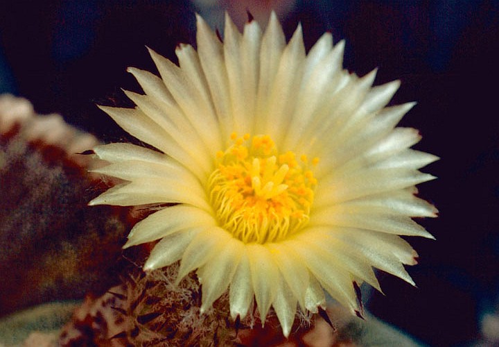 Beauty in a Desert, State of New Mexico, USA: Bishop's Cap Cactus Flower. Photo Credit: Gary M. Stolz, Washington DC Library, United States Fish and Wildlife Service Digital Library System (http://images.fws.gov, WO8090-004), United States Fish and Wildlife Service (FWS, http://www.fws.gov), United States Department of the Interior (http://www.doi.gov), Government of the United States of America (USA).