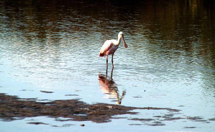 Quiet Surroundings, a Roseate Spoonbill, and His or Her Reflection in the Water Near Kennedy Space Center. Merritt Island National Wildlife Refuge, Kennedy Space Center, State of Florida, USA. Photo Credit: Kennedy Media Gallery - Wildlife (http://mediaarchive.ksc.nasa.gov) Photo Number: KSC-04PD-0041, John F. Kennedy Space Center (KSC, http://www.nasa.gov/centers/kennedy), National Aeronautics and Space Administration (NASA, http://www.nasa.gov), Government of the United States of America.