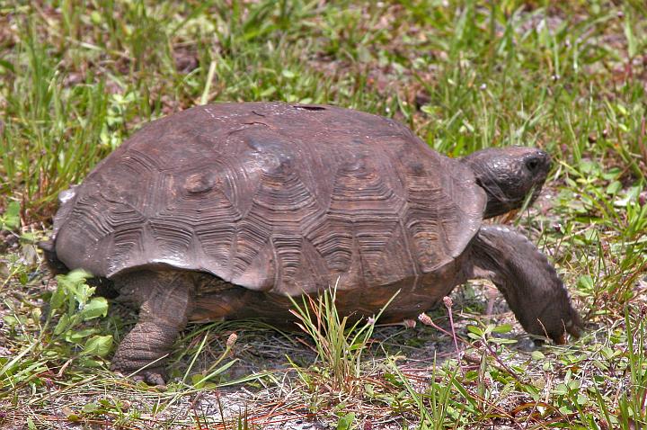 The Gopher Tortoise (Gopherus polyphemus) Eats His or Her Way Through the Grass alongside Kennedy Parkway at NASA Kennedy Space Center. Merritt Island National Wildlife Refuge, Kennedy Space Center, State of Florida, USA. Photo Credit: Kennedy Media Gallery - Wildlife (http://mediaarchive.ksc.nasa.gov) Photo Number: Kennedy Media Gallery - Wildlife (http://mediaarchive.ksc.nasa.gov) Photo Number: KSC-05PD-1595, John F. Kennedy Space Center (KSC, http://www.nasa.gov/centers/kennedy), National Aeronautics and Space Administration (NASA, http://www.nasa.gov), Government of the United States of America.