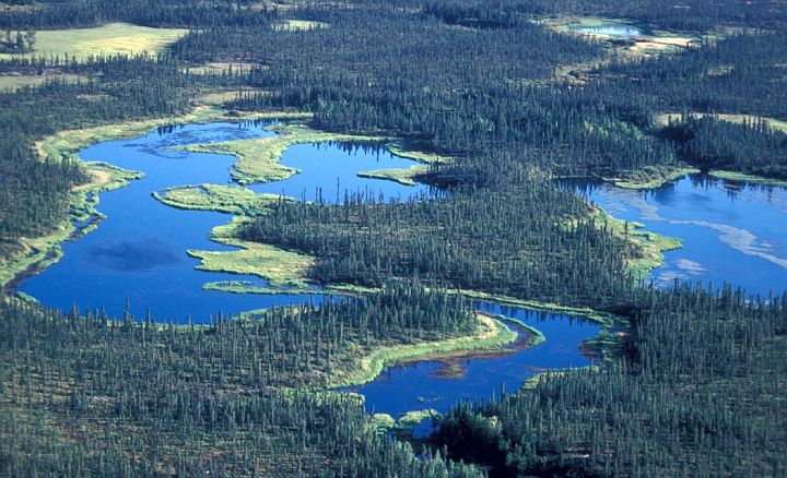 Scenic View From the Air of the Beautiful Wetlands and Spruce Forest South of Zane Hills Koyukuk Located in the National Wildlife Refuge, State of Alaska, USA. Photo Credit: U.S. FWS, Alaska Image Library, United States Fish and Wildlife Service Digital Library System (http://images.fws.gov, AK/RO/02640), United States Fish and Wildlife Service (FWS, http://www.fws.gov), United States Department of the Interior (http://www.doi.gov), Government of the United States of America (USA).