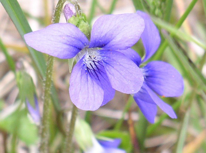 Blue Violet, Viola adunca. Photo Credit: Mark A. Engler, Alaska Image Library, United States Fish and Wildlife Service Digital Library System (http://images.fws.gov, WO-E-59), United States Fish and Wildlife Service (FWS, http://www.fws.gov), United States Department of the Interior (http://www.doi.gov), Government of the United States of America (USA).