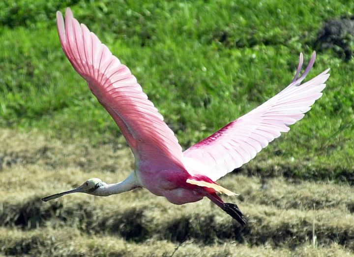 This Close-up View of the Beautiful, Colorful and Broad-winged Roseate Spoonbill (Ajaia ajaja) in Flight is Spectacular. Kennedy Space Center, Merritt Island National Wildlife Refuge, State of Florida, USA. Photo Credit: Mike Brown, Kennedy Media Gallery - Wildlife (http://mediaarchive.ksc.nasa.gov) Photo Number: KSC-02PD-0550, John F. Kennedy Space Center (KSC, http://www.nasa.gov/centers/kennedy), National Aeronautics and Space Administration (NASA, http://www.nasa.gov), Government of the United States of America.