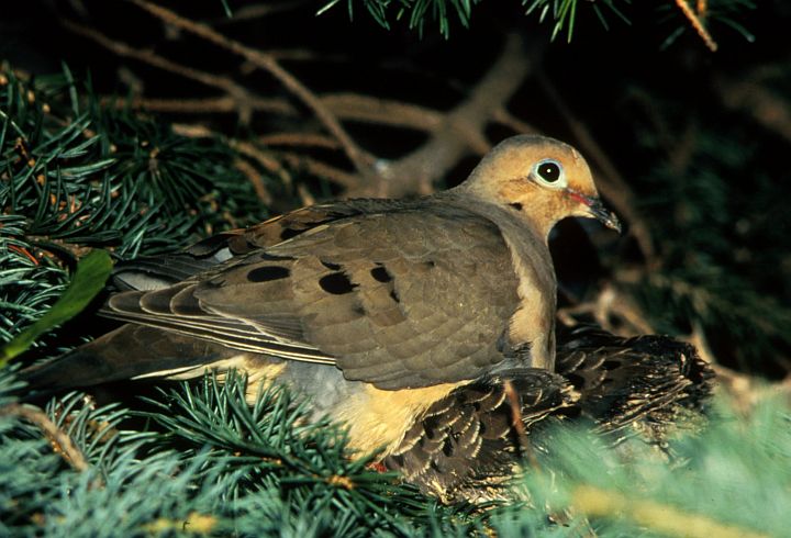 Nesting Mourning Dove and Baby Doves. Photo Credit: James C. Leupold, Washington DC Library, United States Fish and Wildlife Service Digital Library System (http://images.fws.gov, WO3313-009), United States Fish and Wildlife Service (FWS, http://www.fws.gov), United States Department of the Interior (http://www.doi.gov), Government of the United States of America (USA).