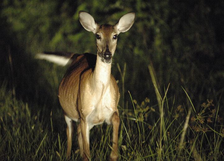 An Alert, Pregnant White-tailed Deer on the West End of NASA Kennedy Space Center's Shuttle Landing Facility, Kennedy Space Center, State of Florida, USA. Photo Credit: Kennedy Media Gallery - Wildlife (http://mediaarchive.ksc.nasa.gov) Photo Number: KSC-05PD-1818, John F. Kennedy Space Center (KSC, http://www.nasa.gov/centers/kennedy), National Aeronautics and Space Administration (NASA, http://www.nasa.gov), Government of the United States of America.