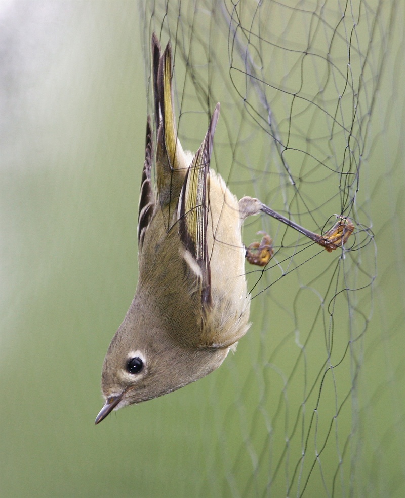 1. Trapped for Banding: Ruby-crowned Kinglet (Regulus calendula) in a Mist Net on the United States Bureau of Land Management (BLM) Campbell Tract in Anchorage, State of Alaska, USA. Photo Credit (Full size): Donna Dewhurst, Washington DC Library, United States Fish and Wildlife Service Digital Library System (http://images.fws.gov, Donna Dewhurst Collection), United States Fish and Wildlife Service (FWS, http://www.fws.gov), United States Department of the Interior (http://www.doi.gov), Government of the United States of America (USA).