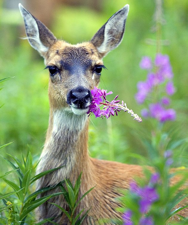 Sitka Black-tailed Deer (Odocoileus hemionus sitkensis) With Fireweed in Its Mouth, July 2005. Kodiak National Wildlife Refuge Anchorage, State of Alaska, USA. Photo Credit (Full size): Steve Hillebrand, Alaska Image Library, United States Fish and Wildlife Service Digital Library System (http://images.fws.gov, DI-W5B0129), United States Fish and Wildlife Service (FWS, http://www.fws.gov), United States Department of the Interior (http://www.doi.gov), Government of the United States of America (USA).