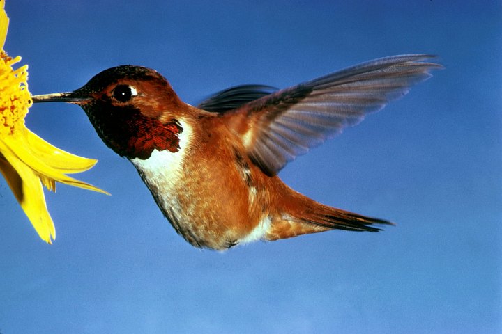 Rufous Hummingbird (Selasphorus rufus). Photo Credit: Dean E. Biggins, Washington DC Library, United States Fish and Wildlife Service Digital Library System (http://images.fws.gov, WO-1374-009), United States Fish and Wildlife Service (FWS, http://www.fws.gov), United States Department of the Interior (http://www.doi.gov), Government of the United States of America (USA).