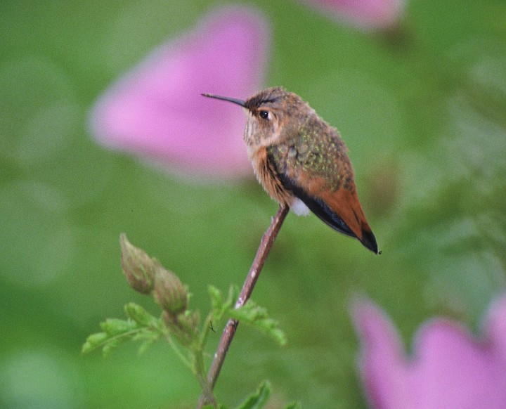 This Small Bird Perched on the Plant -- an Allen's Hummingbird (Selasphorus sasin) -- Takes a Break From Feeding and Flying. Photo Credit: Lee Karney, Washington DC Library, United States Fish and Wildlife Service Digital Library System (http://images.fws.gov, WO-Lee Karney-3892), United States Fish and Wildlife Service (FWS, http://www.fws.gov), United States Department of the Interior (http://www.doi.gov), Government of the United States of America (USA).
