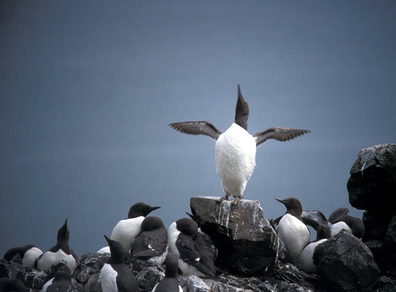 Common Murre (Uria aalge) 1986, Alaska Maritime National Wildlife Refuge (AMNWR), State of Alaska, USA. Photo Credit: R Rohleder, Alaska Image Library, United States Fish and Wildlife Service Digital Library System (http://images.fws.gov, slide 00003403), United States Fish and Wildlife Service (FWS, http://www.fws.gov), United States Department of the Interior (http://www.doi.gov), Government of the United States of America (USA).