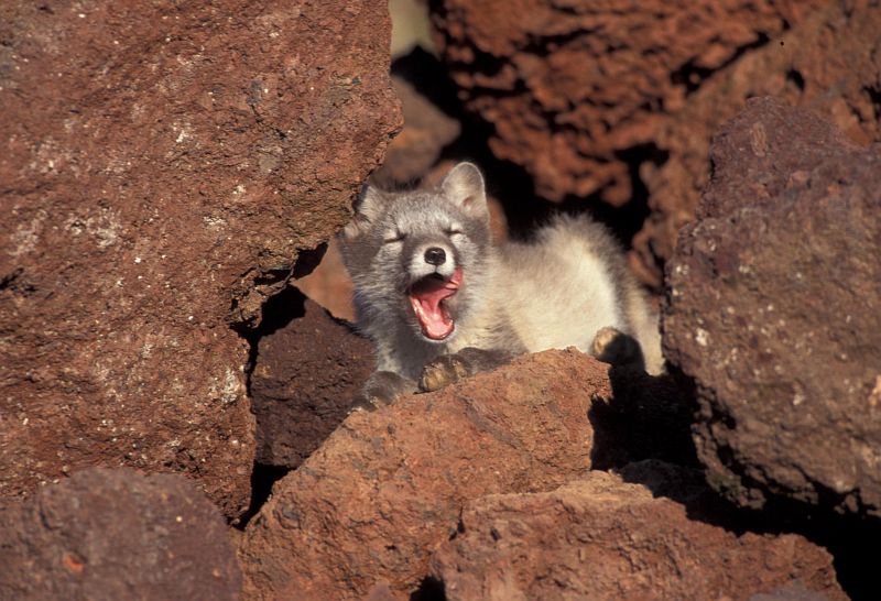 Arctic Fox, Alaska Maritime National Wildlife Refuge (AMNWR), Saint George (St. George) Island, Pribilof Islands, State of Alaska, USA. Photo Credit: Art Sowls, Alaska Image Library, United States Fish and Wildlife Service Digital Library System (http://images.fws.gov, slide 0003500), United States Fish and Wildlife Service (FWS, http://www.fws.gov), United States Department of the Interior (http://www.doi.gov), Government of the United States of America (USA).