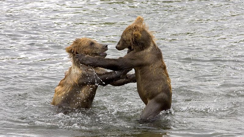 These Two Brown Bear, Ursus arctos, Cubs Are Having Fun Playing With Each Other in the Water, Kodiak National Wildlife Refuge, State of Alaska, USA. Photo Credit: Steve Hillebrand, Alaska Image Library, United States Fish and Wildlife Service Digital Library System (http://images.fws.gov, DI-W5B0340), United States Fish and Wildlife Service (FWS, http://www.fws.gov), United States Department of the Interior (http://www.doi.gov), Government of the United States of America (USA).