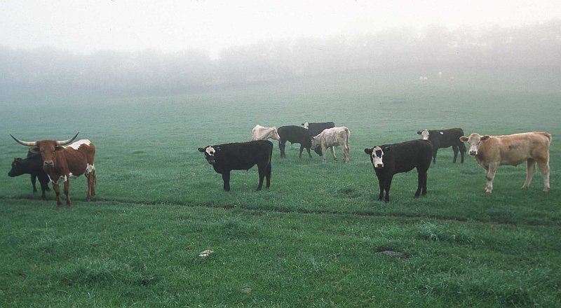 Grazing Cattle Along Creeper Trail (Rotational Grazing, South Fork of the Holston River Project), Commonwealth of Virginia, USA. Photo Credit: Jeff Vanuga (2002, http://photogallery.nrcs.usda.gov, NRCSVA02036), USDA Natural Resources Conservation Service (NRCS, http://www.nrcs.usda.gov), United States Department of Agriculture (USDA, http://www.usda.gov), Government of the United States of America (USA).