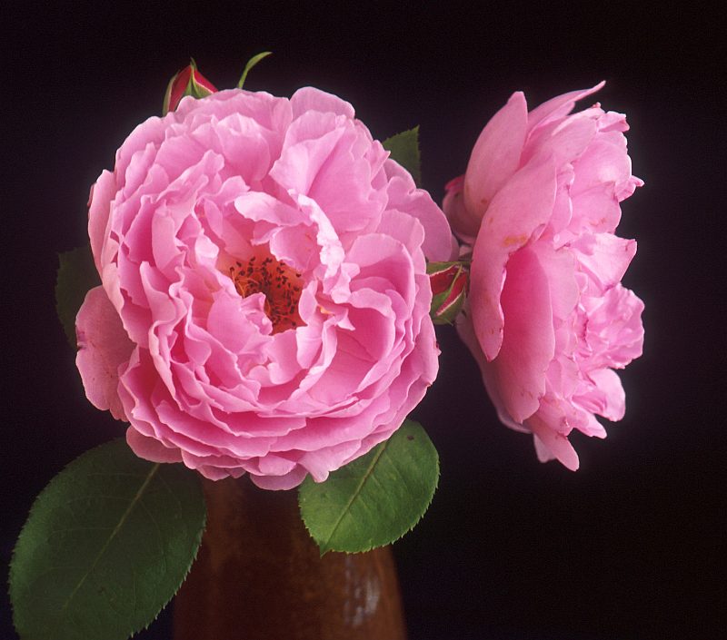 This Lovely, Very Beautiful, Pink Flower is a Sarah van Fleet Rose. Photo Credit: Peggy Greb (http://www.ars.usda.gov/is/graphics/photos, K9634-1), Agricultural Research Service (ARS, http://www.ars.usda.gov), United States Department of Agriculture (USDA, http://www.usda.gov), Government of the United States of America (USA).