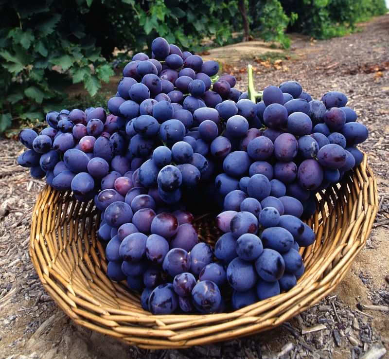 Wicker Basket Full Luscious Fruit -- Seedless Autumn Royal Grape Clusters. Photo Credit: Bob Nichols (http://www.ars.usda.gov/is/graphics/photos, K7721-7), Agricultural Research Service (ARS, http://www.ars.usda.gov), United States Department of Agriculture (USDA, http://www.usda.gov), Government of the United States of America (USA).