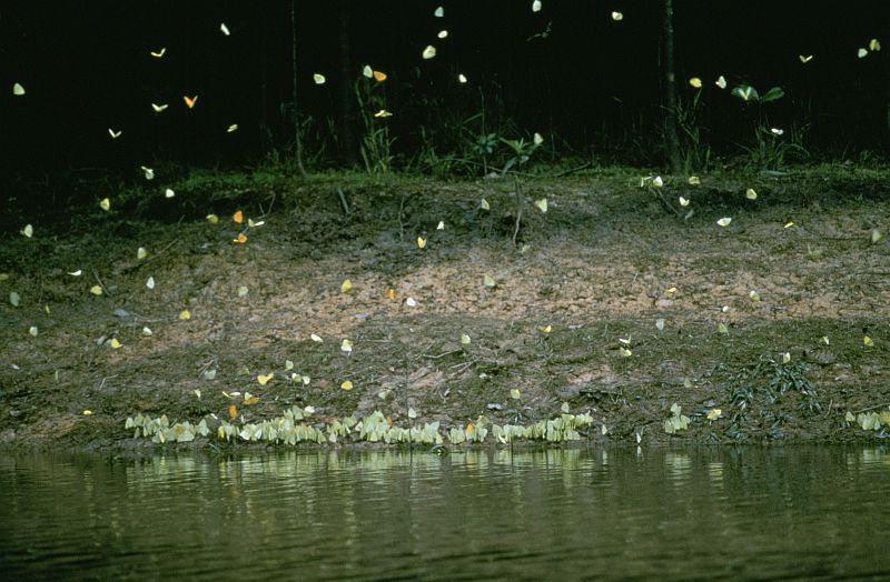 The Delicate Butterfly Flying In the Air and Sitting Along the Rio Napo, Republica del Ecuador - Republic of Ecuador. Photo Credit: Gary M. Stolz, Washington DC Library, United States Fish and Wildlife Service Digital Library System (http://images.fws.gov, WO-Scenic-169), United States Fish and Wildlife Service (FWS, http://www.fws.gov), United States Department of the Interior (http://www.doi.gov), Government of the United States of America (USA).