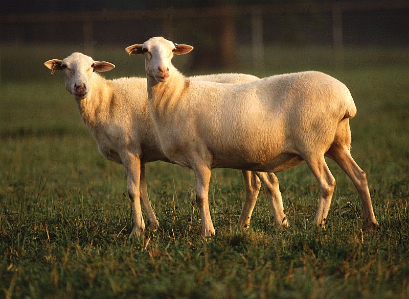 A Pair of St. Croix Hair Sheep. Photo Credit: Perry Rech (http://www.ars.usda.gov/is/graphics/photos, K3720-8), Agricultural Research Service (ARS, http://www.ars.usda.gov), United States Department of Agriculture (USDA, http://www.usda.gov), Government of the United States of America (USA).