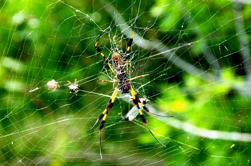 A Large Golden Silk Spider (Nephila clavipes) Web Supports the Large Female and Smaller Male Spiders (Nephila clavipes), NASA Kennedy Space Center, State of Florida, USA. Photo Credit: Ken Thornsley, Kennedy Media Gallery - Wildlife (http://mediaarchive.ksc.nasa.gov) Photo Number: KSC-06PD-2059, John F. Kennedy Space Center (KSC, http://www.nasa.gov/centers/kennedy), National Aeronautics and Space Administration (NASA, http://www.nasa.gov), Government of the United States of America.