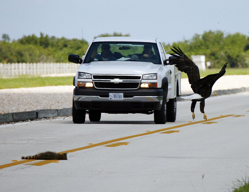 Hasty Flight by the Bald Eagle (Haliaeetus leucocephalus), Due to the Oncoming Vehicle, Leaving Behind On the Road the Mid-day Meal -- the Carcass of a Small Animal. NASA Kennedy Space Center, State of Florida, USA. Photo Credit: Gary Rothstein, Kennedy Media Gallery - Wildlife (http://mediaarchive.ksc.nasa.gov) Photo Number: KSC-06PD-2061, John F. Kennedy Space Center (KSC, http://www.nasa.gov/centers/kennedy), National Aeronautics and Space Administration (NASA, http://www.nasa.gov), Government of the United States of America.