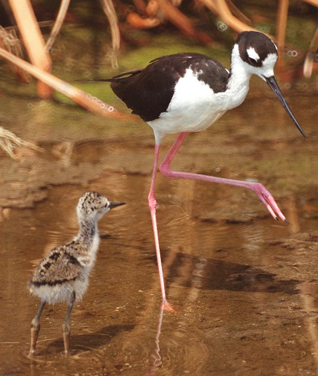 Long-Legged, Adult Black-necked Stilt (Himantopus mexicanus) and Its Chick, NASA Kennedy Space Center, State of Florida, USA. Photo Credit: Kennedy Media Gallery - Wildlife (http://mediaarchive.ksc.nasa.gov) Photo Number: KSC-01PP-1016, John F. Kennedy Space Center (KSC, http://www.nasa.gov/centers/kennedy), National Aeronautics and Space Administration (NASA, http://www.nasa.gov), Government of the United States of America.