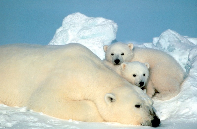 Beautiful and Cute View of an Adult Polar Bear (Ursus maritimus) and Her Two Baby Cubs Resting on the Ice Pack In the Beaufort Sea, Arctic Ocean. Photo Credit: Steve Amstrup, Alaska Image Library, United States Fish and Wildlife Service Digital Library System (http://images.fws.gov, SL-03407), United States Fish and Wildlife Service (FWS, http://www.fws.gov), United States Department of the Interior (http://www.doi.gov), Government of the United States of America (USA).