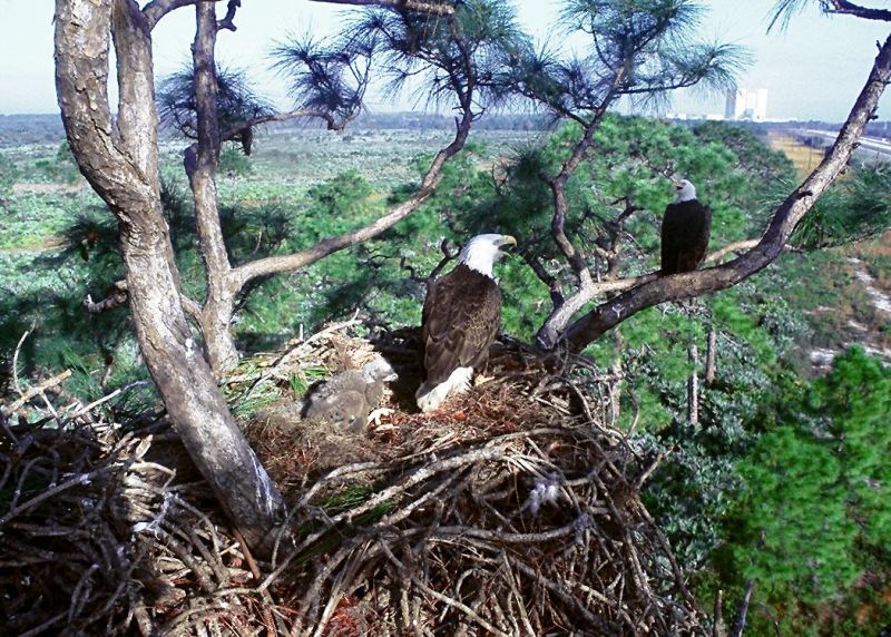 These Two Bald Eagle (Haliaeetus leucocephalus) Chicks, In Their Large Nest High Up In the Tree, Are Totally Dependent On the Two Adult Bald Eagles For Food and Defense. NASA Kennedy Space Center, State of Florida, USA. Photo Credit: Kennedy Media Gallery - Wildlife (http://mediaarchive.ksc.nasa.gov) Photo Number: KSC-92PC-1152, John F. Kennedy Space Center (KSC, http://www.nasa.gov/centers/kennedy), National Aeronautics and Space Administration (NASA, http://www.nasa.gov), Government of the United States of America.