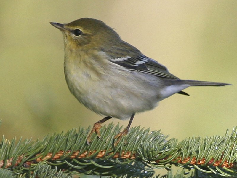 This Small Songbird, a Blackpoll Warbler (Dendroica striata), Is Dressed In  Autumn (Fall) Season Plumage. Bureau of Land Management (BLM) Campbell Tract, Anchorage, State of Alaska, USA. Photo Credit: Donna Dewhurst, Alaska Image Library, United States Fish and Wildlife Service Digital Library System (http://images.fws.gov, Blackpoll R8984), United States Fish and Wildlife Service (FWS, http://www.fws.gov), United States Department of the Interior (http://www.doi.gov), Government of the United States of America (USA).