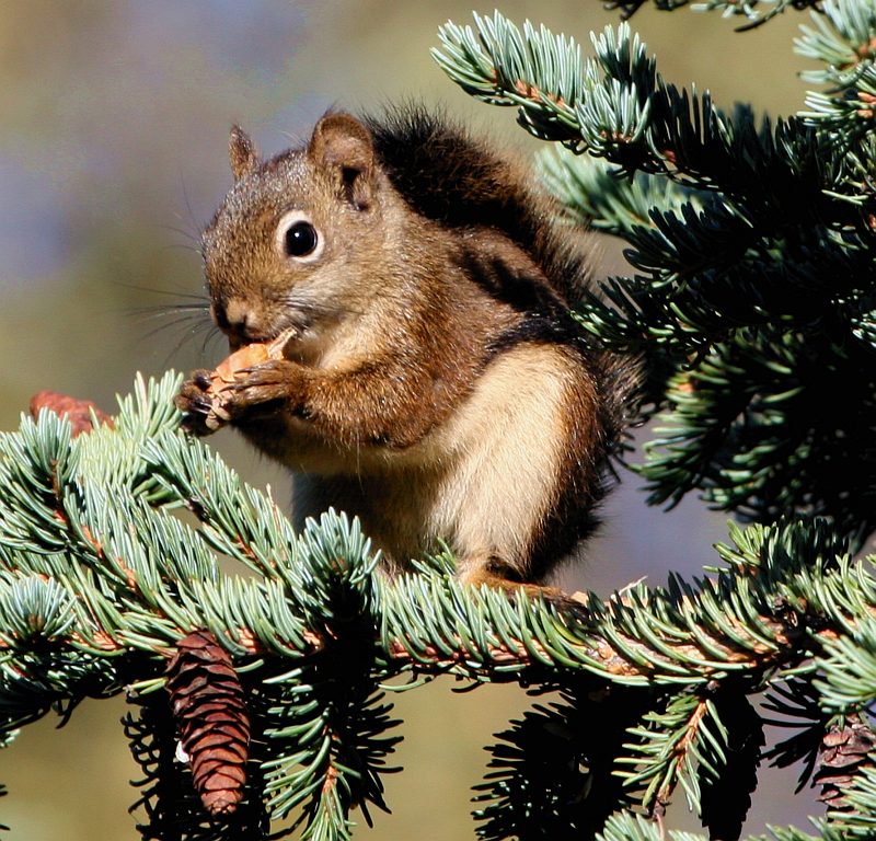 Adorable View of a Cute Red Squirrel (Tamiasciurus hudsonicus) Sitting In Pine (or Evergreen) Tree Having a Meal, Bureau of Land Management Campbell Tract, Anchorage, State of Alaska, USA. Photo Credit: Donna Dewhurst, Alaska Image Library, United States Fish and Wildlife Service Digital Library System (http://images.fws.gov), United States Fish and Wildlife Service (FWS, http://www.fws.gov), United States Department of the Interior (http://www.doi.gov), Government of the United States of America (USA).