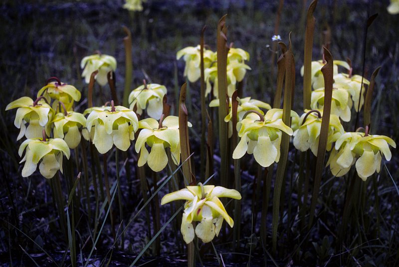 The Yellow Trumpets Pitcher Plant (Sarracenia alata), With Its Pretty Flowers, Is a Carnivious Plant; Mississippi Sandhill Crane National Wildlife Refuge, State of Mississippi, USA. Photo Credit: Donna Dewhurst, Alaska Image Library, United States Fish and Wildlife Service Digital Library System (http://images.fws.gov, DI-Dewhurst,D-Pplant), United States Fish and Wildlife Service (FWS, http://www.fws.gov), United States Department of the Interior (http://www.doi.gov), Government of the United States of America (USA).