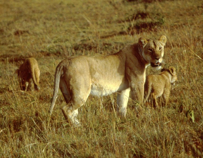 One Adult, Female African Lion and Her Two(2) Cubs. Photo Credit: Ken Stansell, Washington DC Library, United States Fish and Wildlife Service Digital Library System (http://images.fws.gov, WO5108-25), United States Fish and Wildlife Service (FWS, http://www.fws.gov), United States Department of the Interior (http://www.doi.gov), Government of the United States of America (USA).