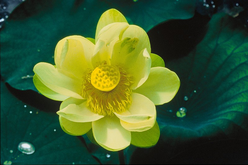 Lotus Flower, Wichita Mountains National Wildlife Refuge, State of Oklahoma, USA. Photo Credit (Full size): Elise Smith, Washington DC Library, United States Fish and Wildlife Service Digital Library System (http://images.fws.gov, WO-8563-CD-39B), United States Fish and Wildlife Service (FWS, http://www.fws.gov), United States Department of the Interior (http://www.doi.gov), Government of the United States of America (USA).