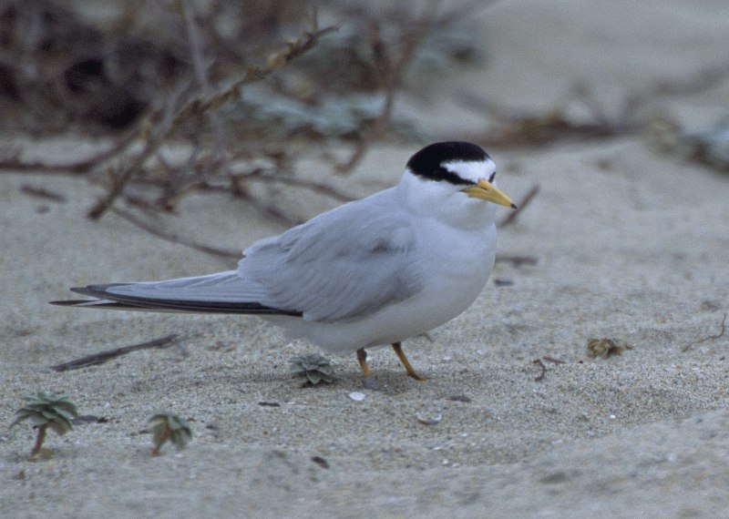 This Cute Member of the Least Term (Sterna antillarum) Bird Family Is a California Least Tern, Sterna antillarum browni. Photo Credit: Ryan Hagerty, NCTC Image Library, United States Fish and Wildlife Service Digital Library System (http://images.fws.gov, WV-General 9 -343), United States Fish and Wildlife Service (FWS, http://www.fws.gov), United States Department of the Interior (http://www.doi.gov), Government of the United States of America (USA).