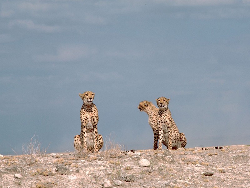Three Large Cats -- Cheetahs -- Relaxed and Watchful, Republic of Kenya. Photo Credit: Gary M. Stolz, Washington DC Library, United States Fish and Wildlife Service Digital Library System (http://images.fws.gov, WO5670-007), United States Fish and Wildlife Service (FWS, http://www.fws.gov), United States Department of the Interior (http://www.doi.gov), Government of the United States of America (USA).