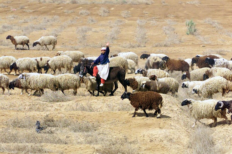 1. Flock (Herd) of Sheep, April 24, 2003, Next to Highway 8, Al Jumhuriyah al Iraqiyah - Republic of Iraq. Photo Credit: Sgt. Paul L. Anstine II, 1st Marine Division Combat Camera (COMCAM), 1st Tank Battalion C Company, United States Marine Corps; Defense Visual Information Center (DVIC, http://www.DoDMedia.osd.mil, DMSD0411433 and 030424M5150A037) and United States Marine Corps (USMC, http://www.usmc.mil), United States Department of Defense (DoD, http://www.DefenseLink.mil or http://www.dod.gov), Government of the United States of America (USA).