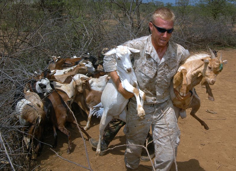 2. Herd (Flock) of Goats Corraled on the Ground and Two Goats Being Carried Away for Their Immunizations: One Goat Under the Right Arm and a Second Goat Tucked Under the Left  Arm, August 15, 2006, Chemeril, Republic of Kenya. Photo Credit: Mass Communication Specialist 2nd Class Roger S. Duncan, Navy NewsStand - Eye on the Fleet Photo Gallery (http://www.news.navy.mil/view_photos.asp, 060815-N-0411D-044), United States Navy (USN, http://www.navy.mil), United States Department of Defense (DoD, http://www.DefenseLink.mil or http://www.dod.gov), Government of the United States of America (USA).