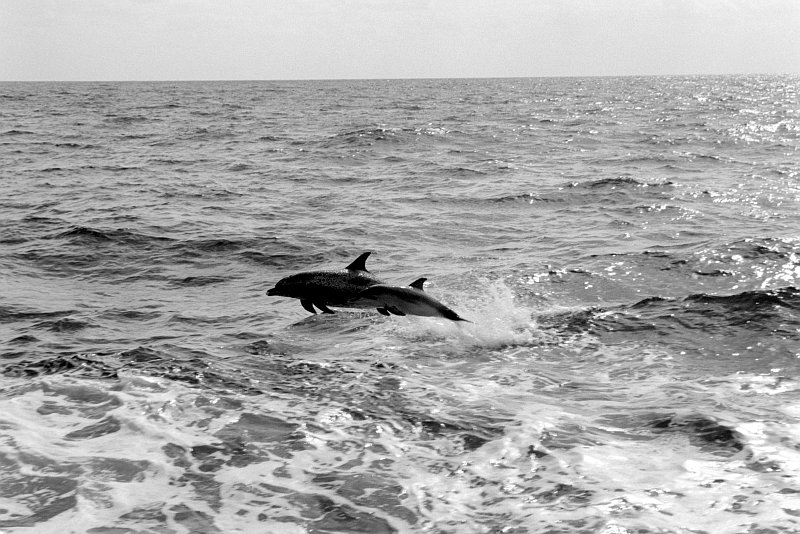 The Sea Is Full of Interesting Creatures, Like These Two Dolphins Swimming Alongside the USS Preserver (ARS-8), February 1, 1986, Atlantic Ocean. Photo Credit: JOC Peter D. Sundberg, Defense Visual Information Center (DVIC, http://www.DoDMedia.osd.mil, DNSN8606856) and United States Navy (USN, http://www.navy.mil), United States Department of Defense (DoD, http://www.DefenseLink.mil or http://www.dod.gov), Government of the United States of America (USA).