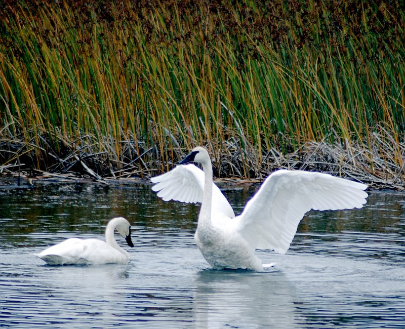 A Beautiful Pair of Trumpeter Swans (Cygnus buccinator, Olor buccinator), Potter Marsh, Anchorage, State of Alaska, USA. Photo Credit: Ronald Laubenstein, Alaska Image Library, United States Fish and Wildlife Service Digital Library System (http://images.fws.gov, DI-Laubenstein_TSwan), United States Fish and Wildlife Service (FWS, http://www.fws.gov), United States Department of the Interior (http://www.doi.gov), Government of the United States of America (USA).